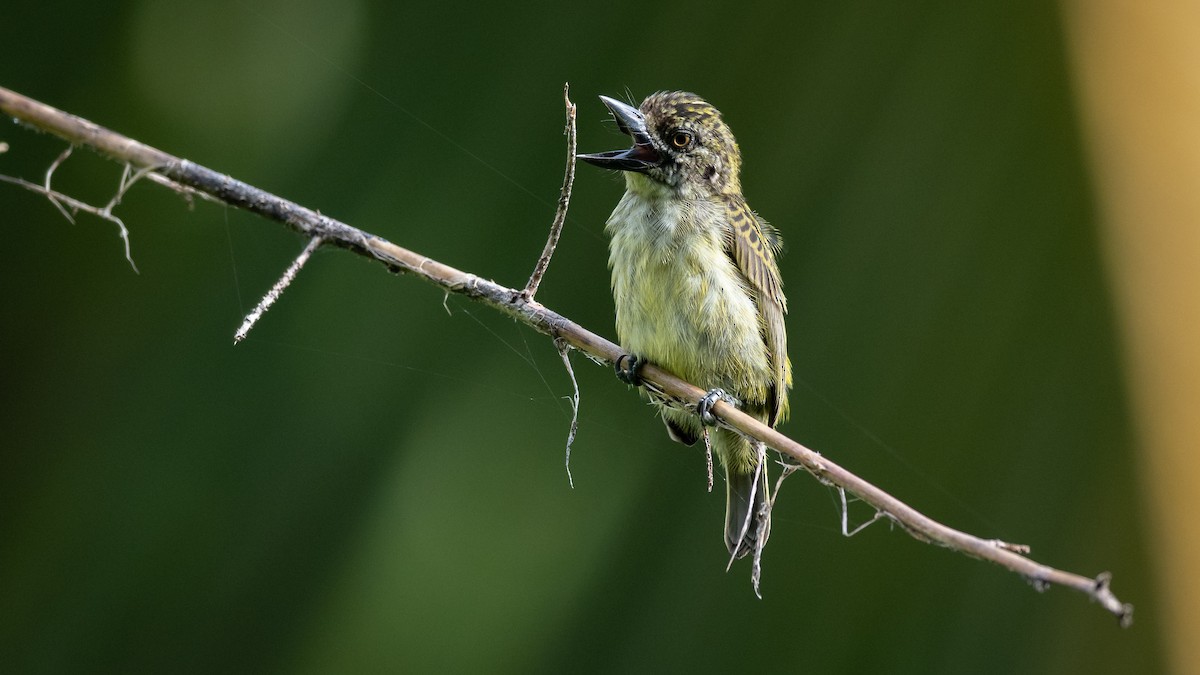 Speckled Tinkerbird - ML591886181