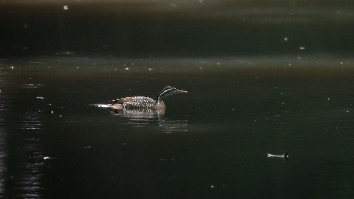 African Finfoot - Mathurin Malby