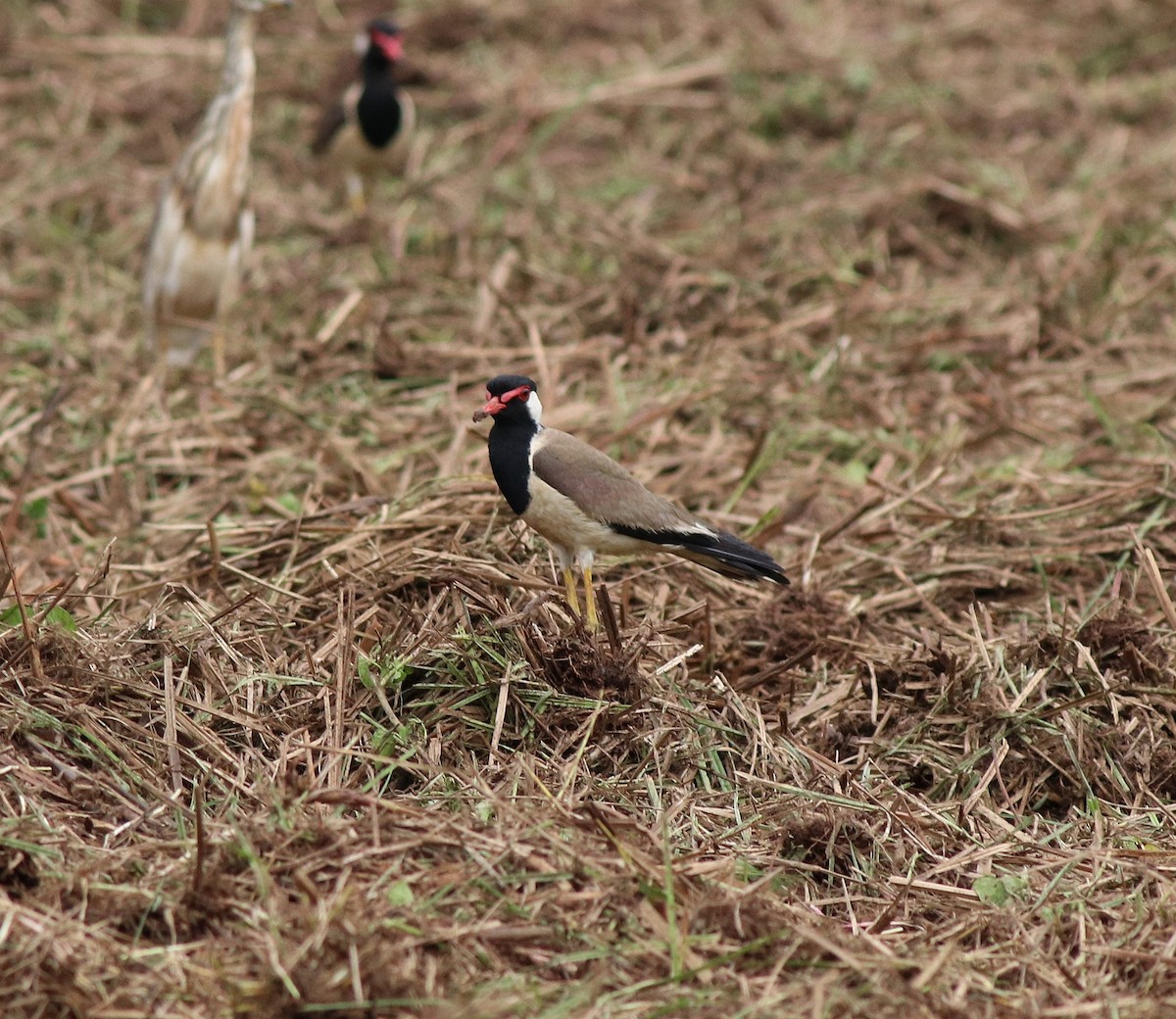 Red-wattled Lapwing - Afsar Nayakkan