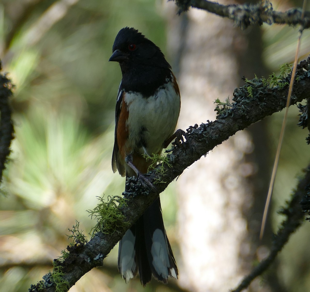 Spotted Towhee - ML591887431