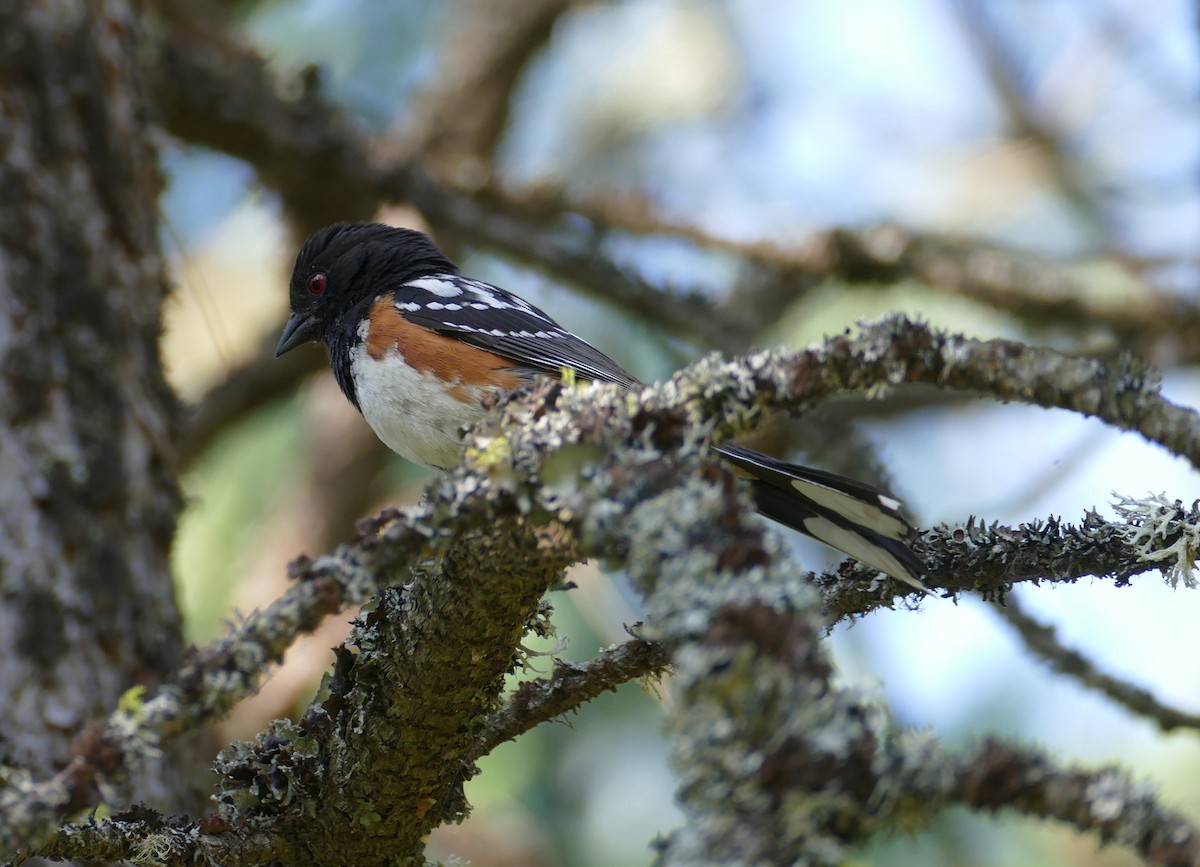 Spotted Towhee - ML591887441