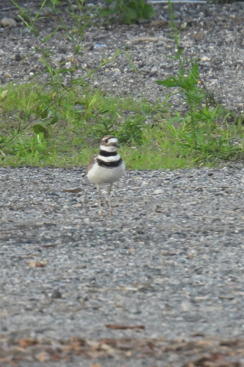 Killdeer - ML591888121