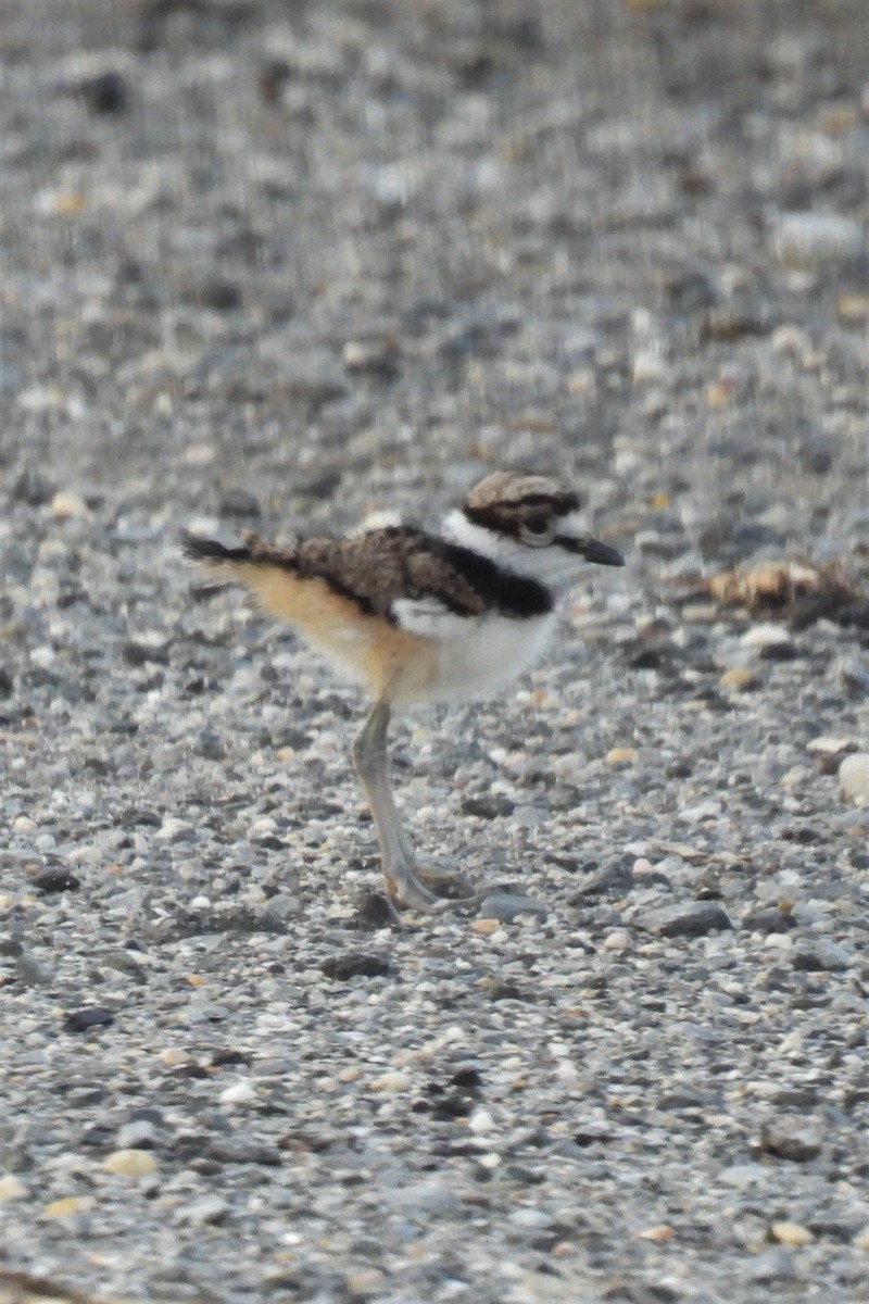 Killdeer - ML591888131