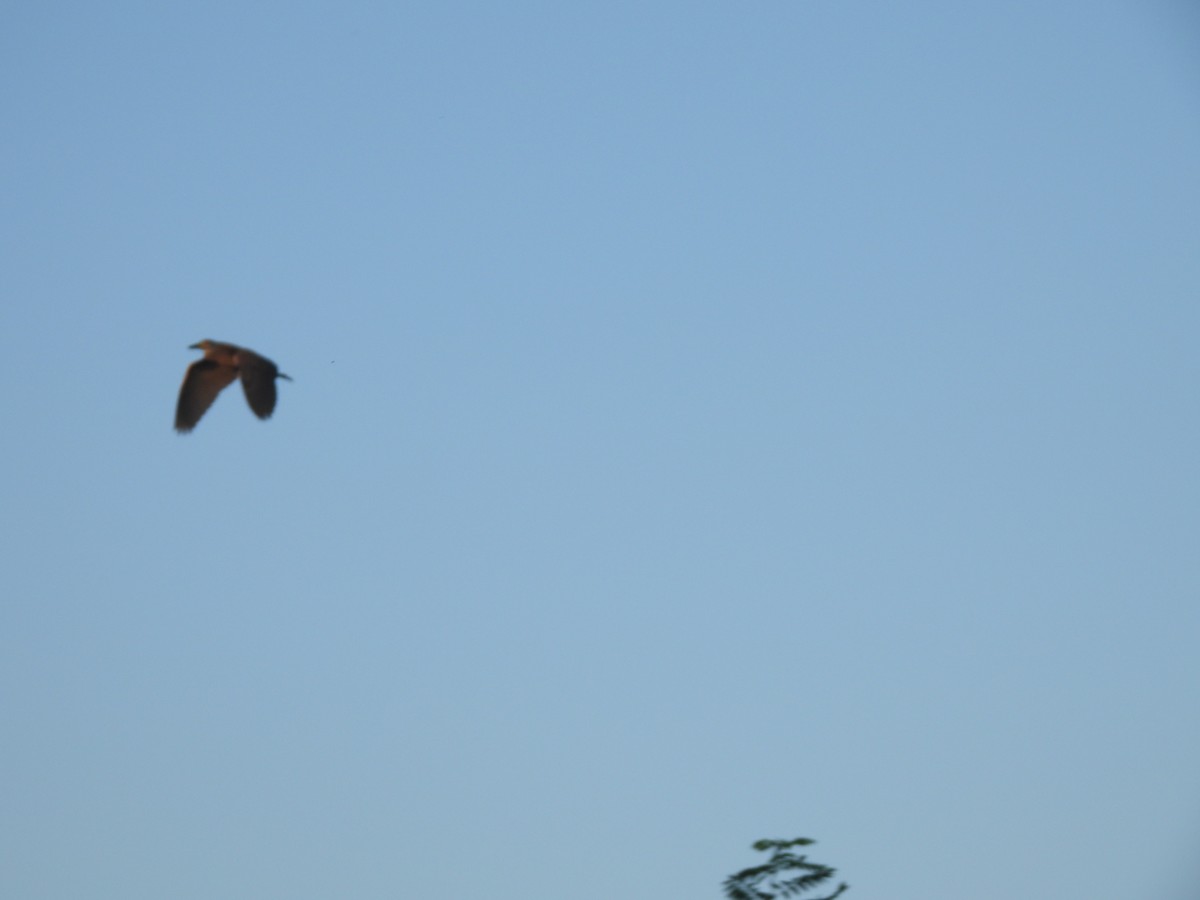 Great Blue Heron - ML591888151