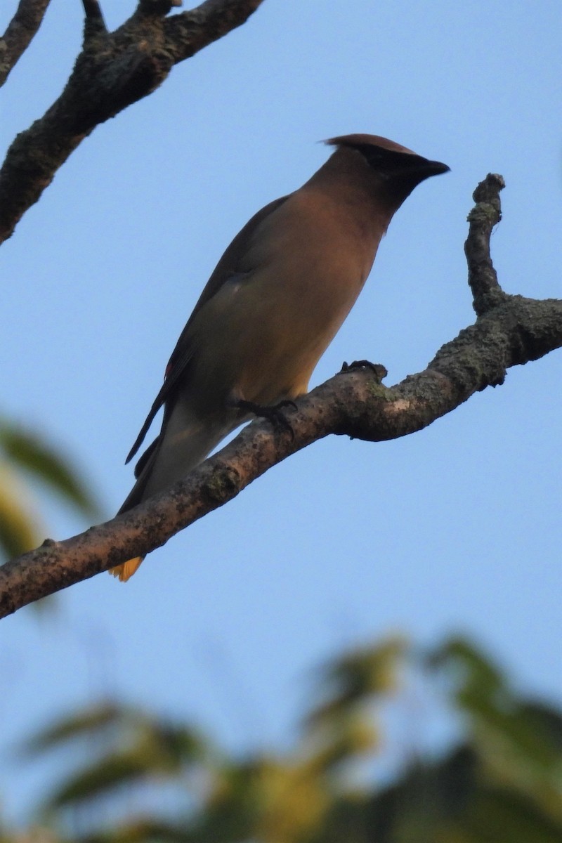 Cedar Waxwing - ML591888271