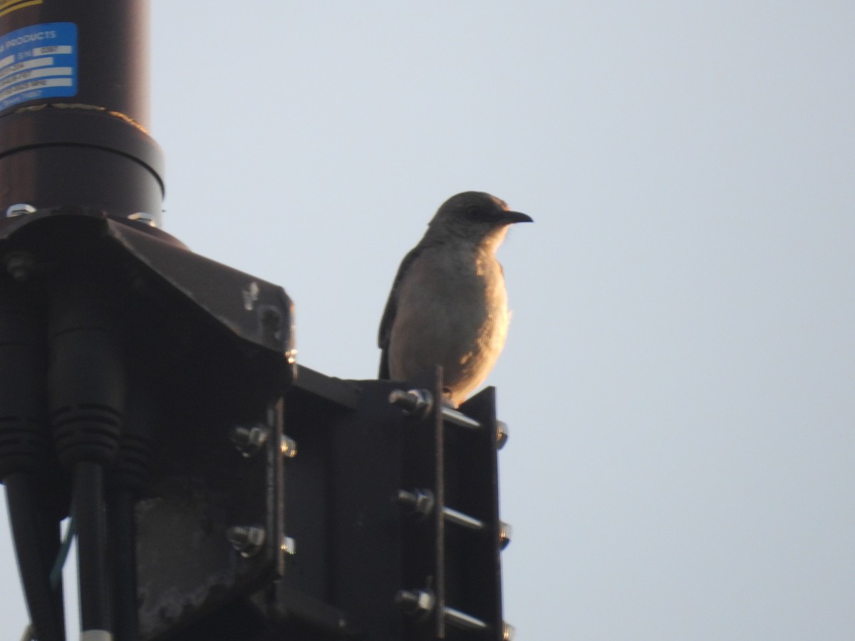 Northern Mockingbird - Larry Gaugler