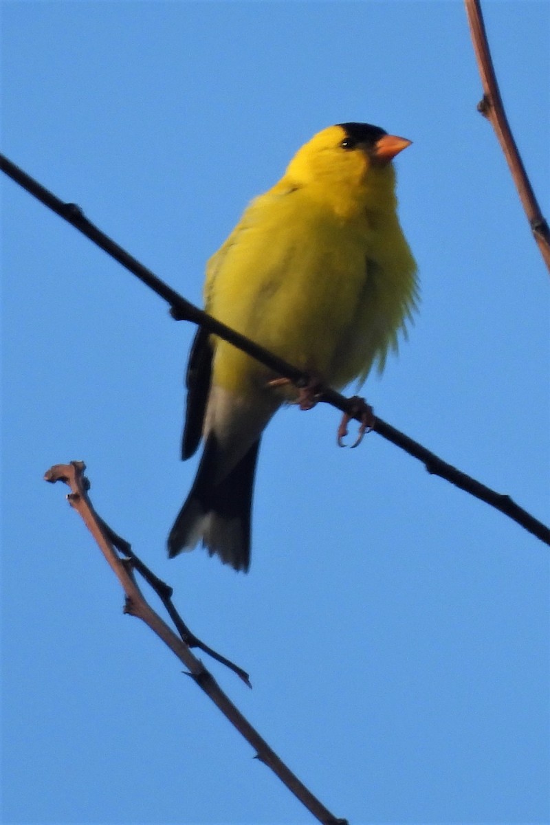 American Goldfinch - Larry Gaugler