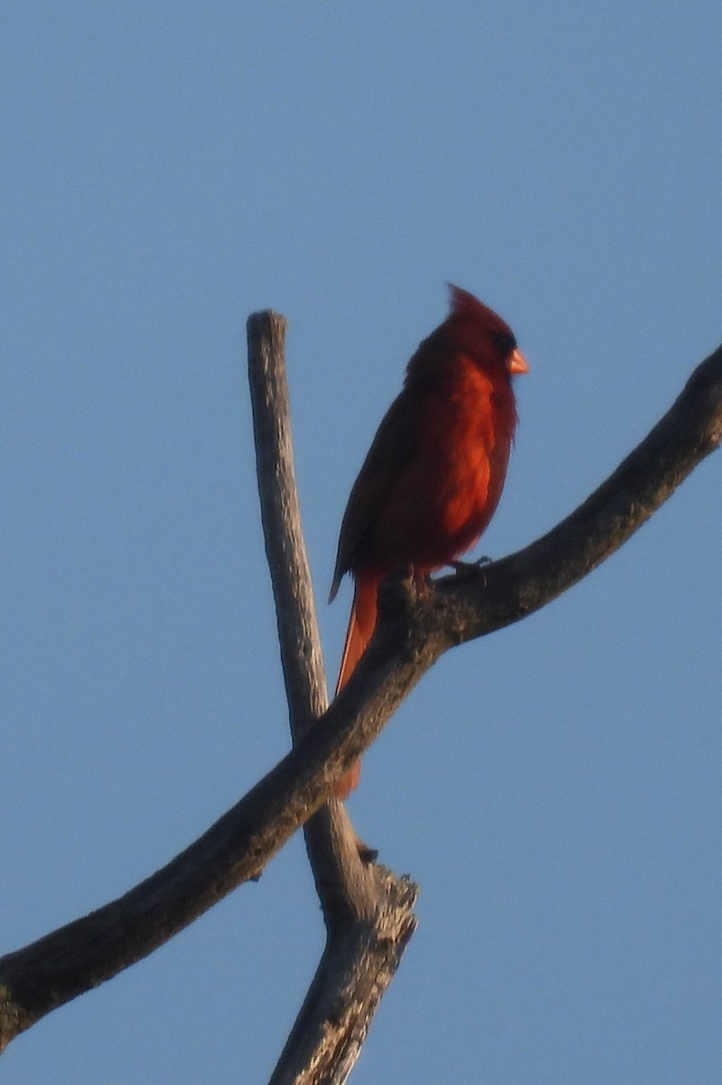 Northern Cardinal - ML591888541