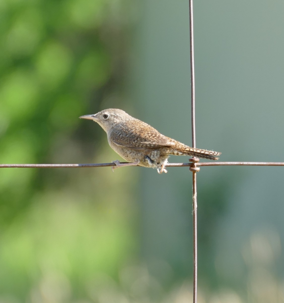 Northern House Wren - ML591891181
