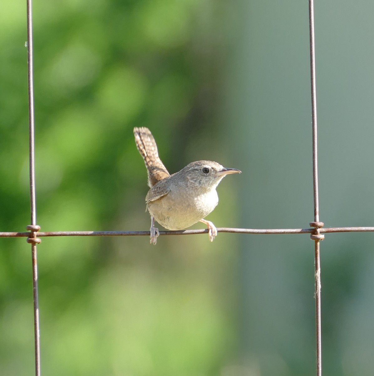 Northern House Wren - ML591891191