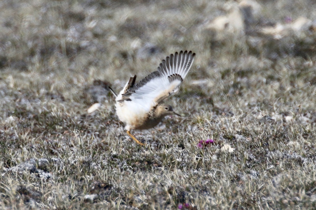 Buff-breasted Sandpiper - ML591891351