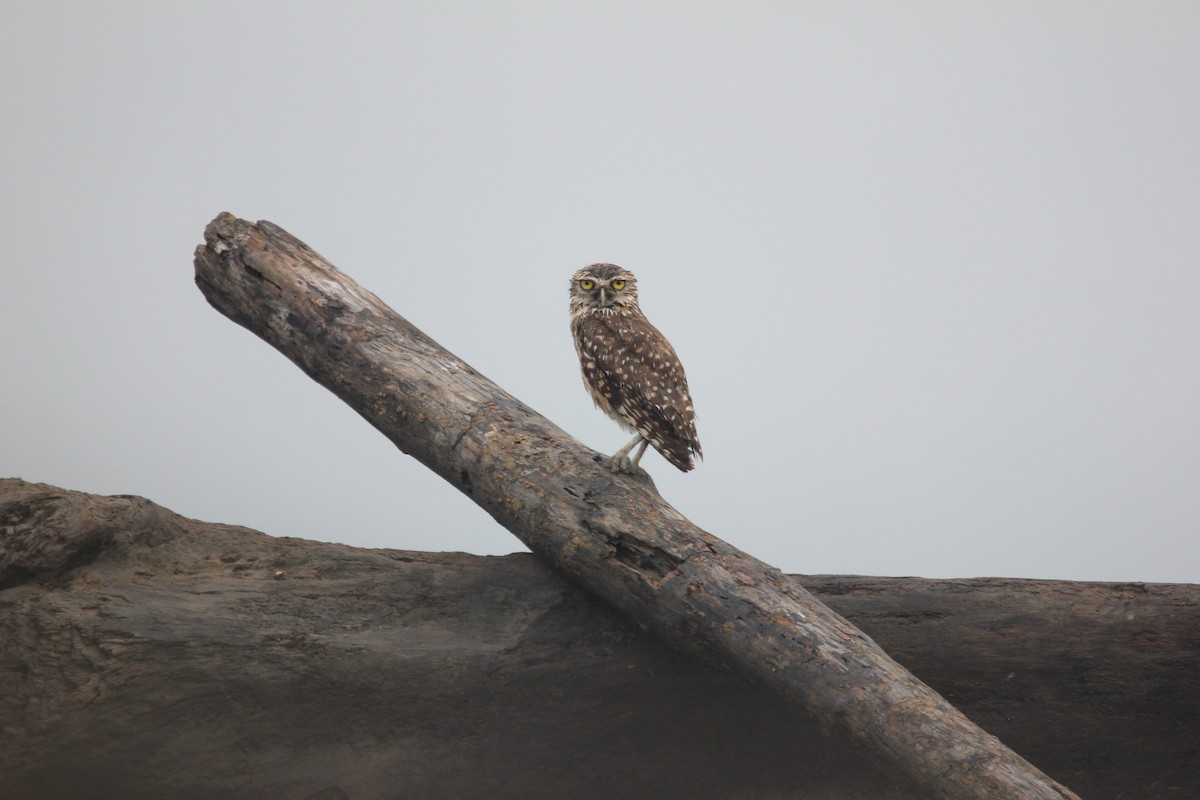 Burrowing Owl - ML591891851