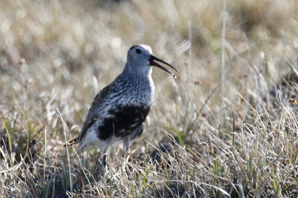 Dunlin - ML591892021