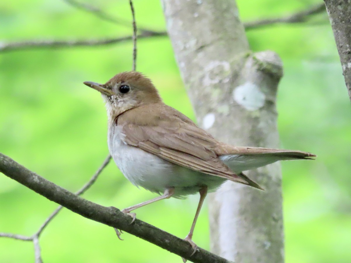 Veery - ML591893361