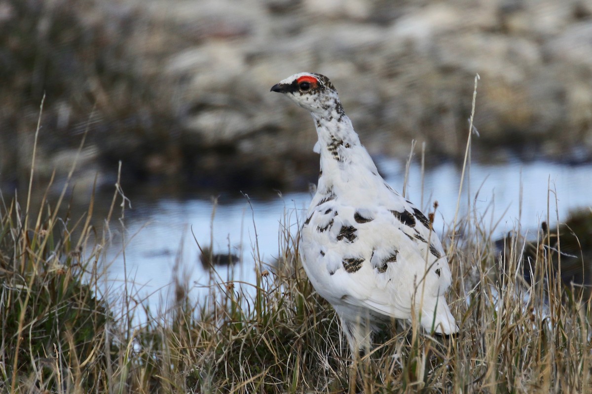 Rock Ptarmigan - Alvan Buckley