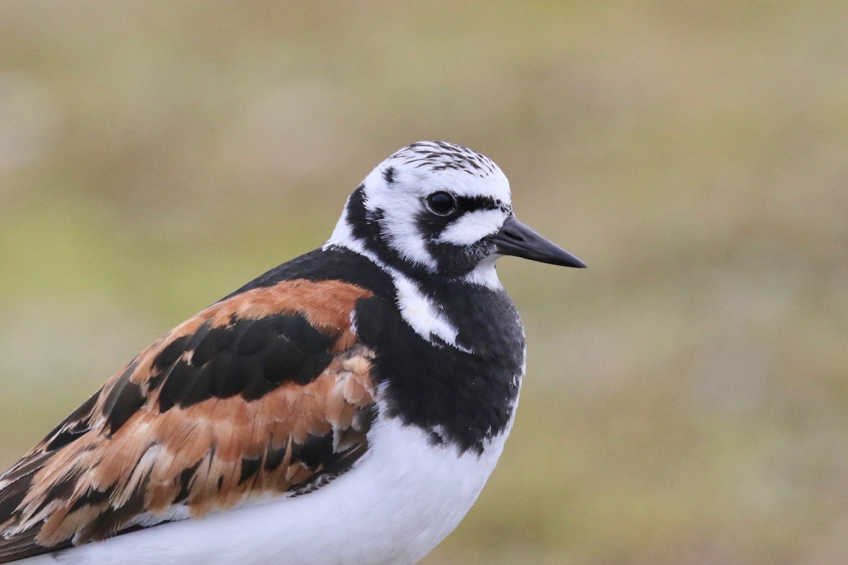 Ruddy Turnstone - ML591894721