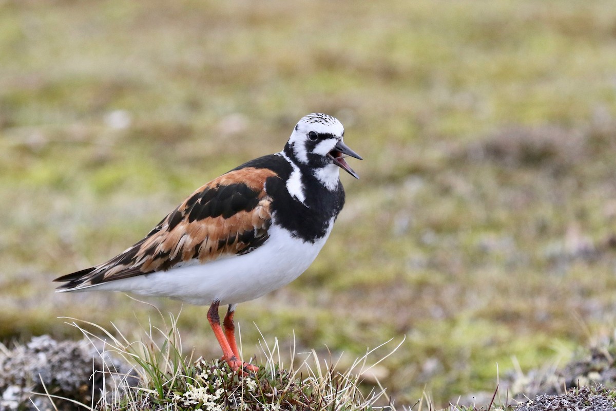 Ruddy Turnstone - ML591894731