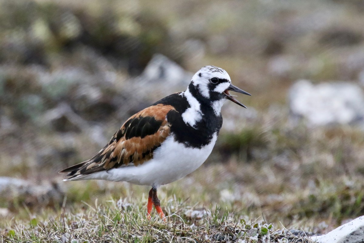 Ruddy Turnstone - ML591894751