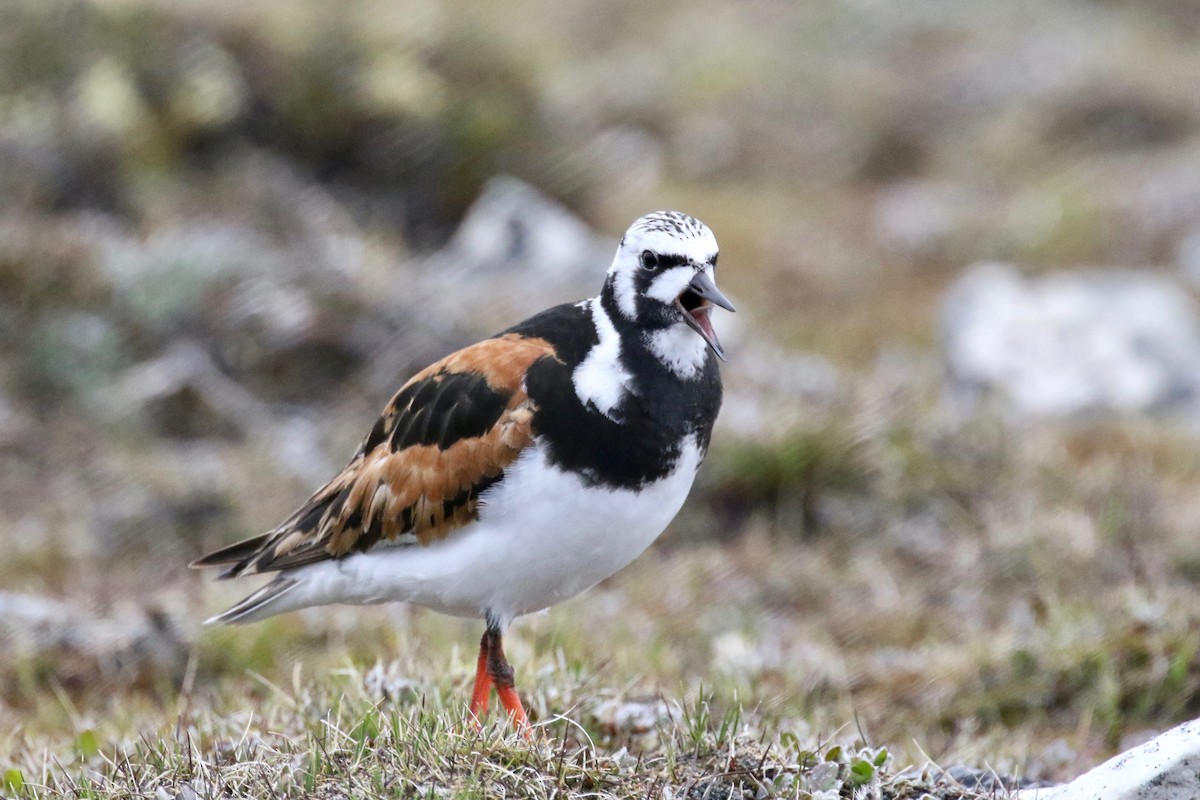 Ruddy Turnstone - ML591894761