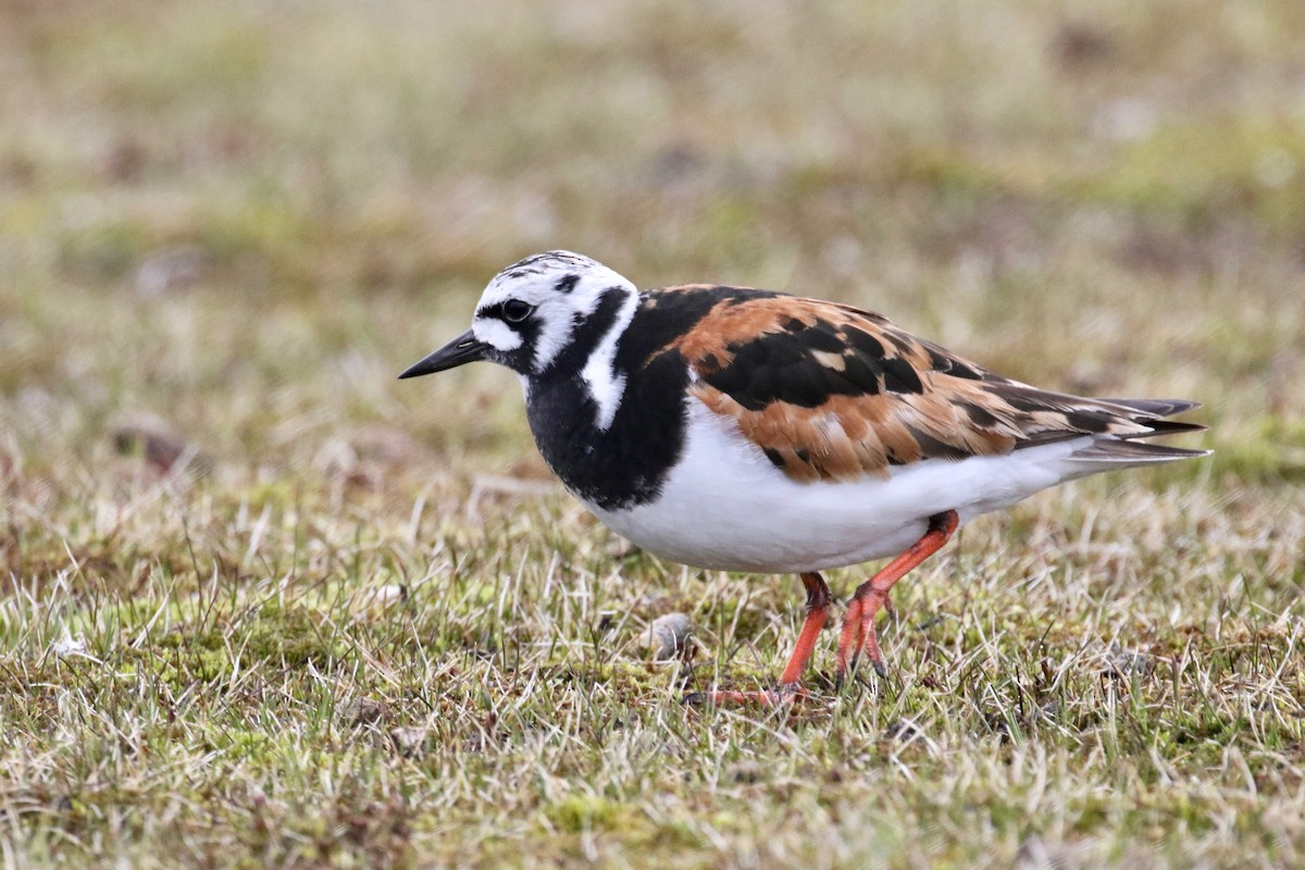 Ruddy Turnstone - ML591894781