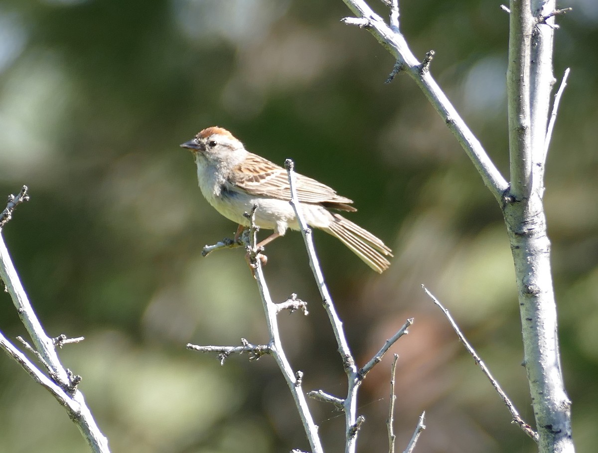 Chipping Sparrow - ML591894991