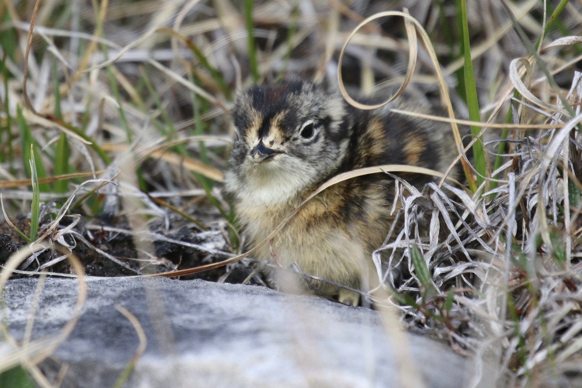 Rock Ptarmigan - ML591895101