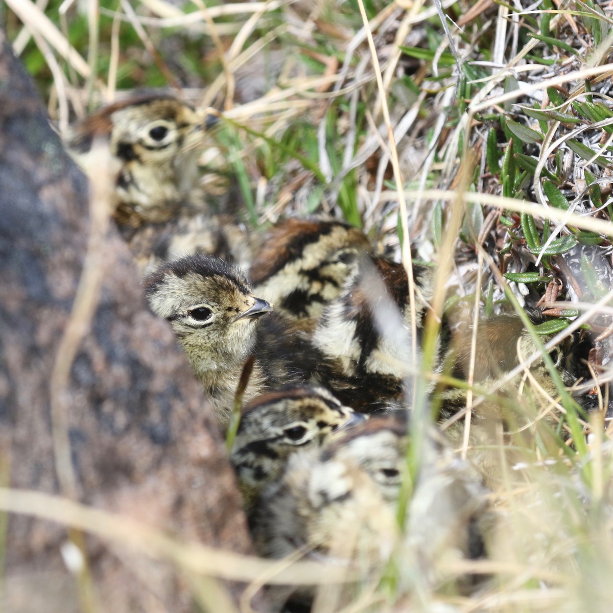 Rock Ptarmigan - ML591895111