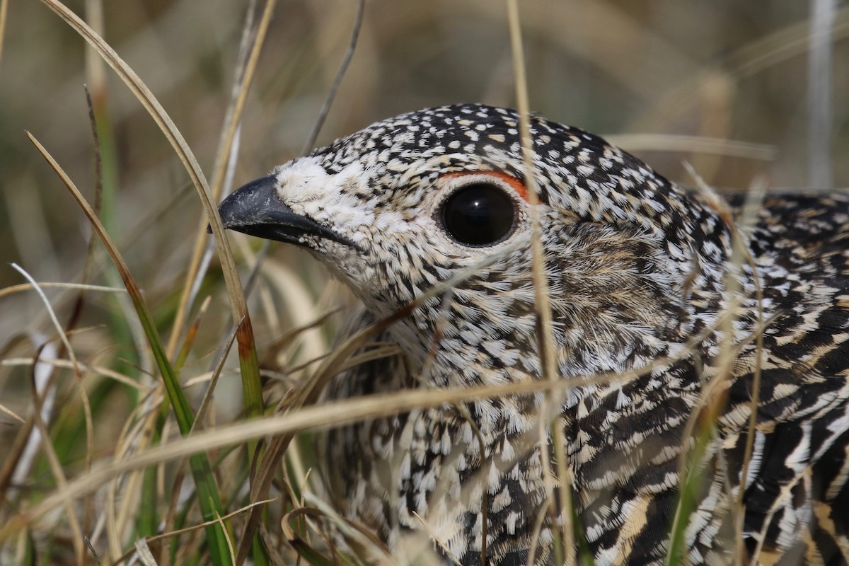 Rock Ptarmigan - ML591895131