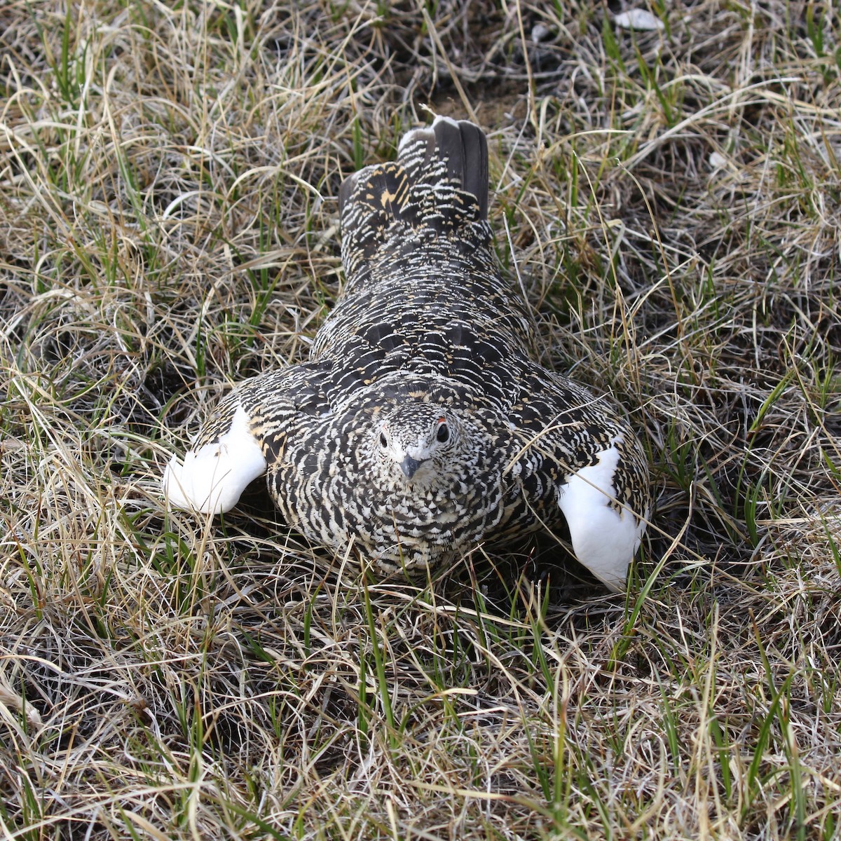 Rock Ptarmigan - ML591895161