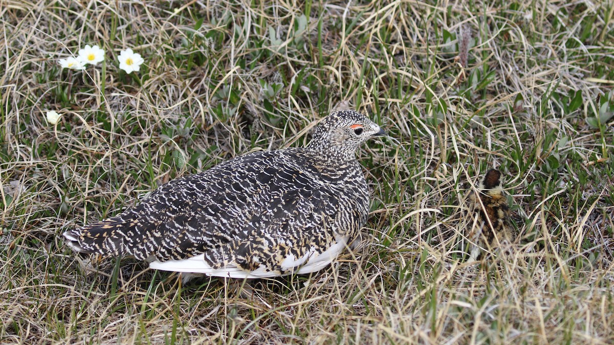 Rock Ptarmigan - ML591895171