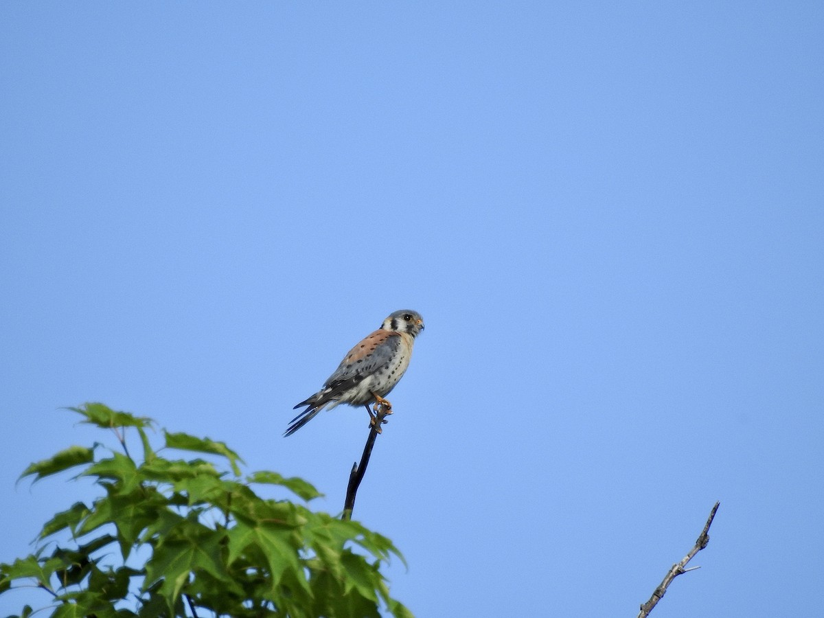 American Kestrel - ML591895341