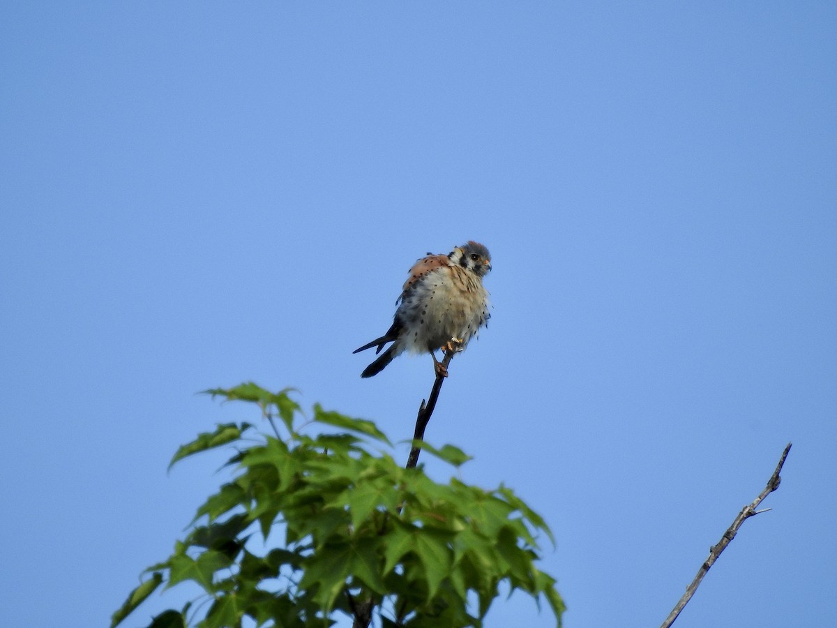 American Kestrel - ML591895351