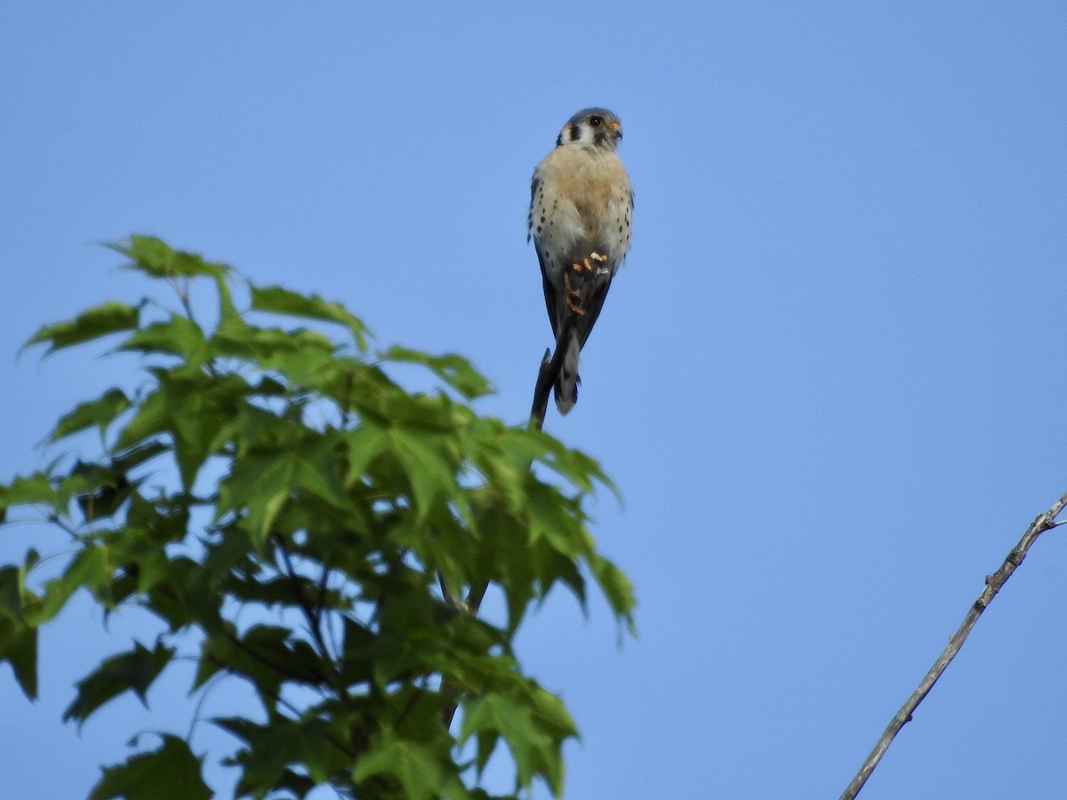 American Kestrel - ML591895361