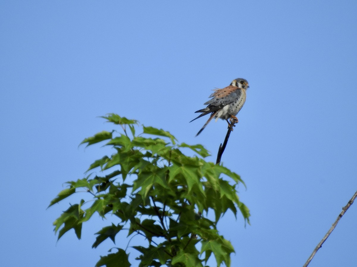 American Kestrel - ML591895371