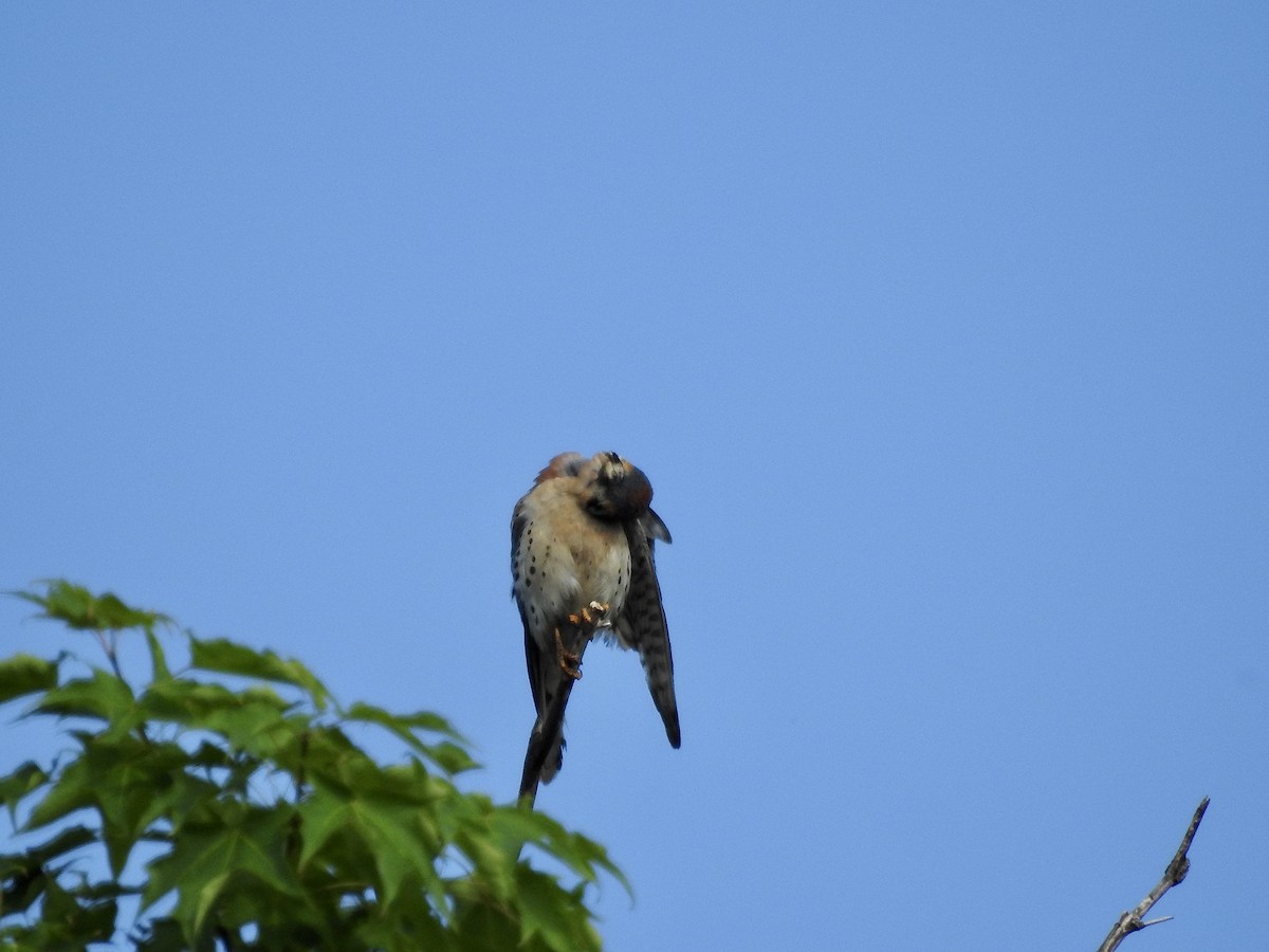 American Kestrel - ML591895391