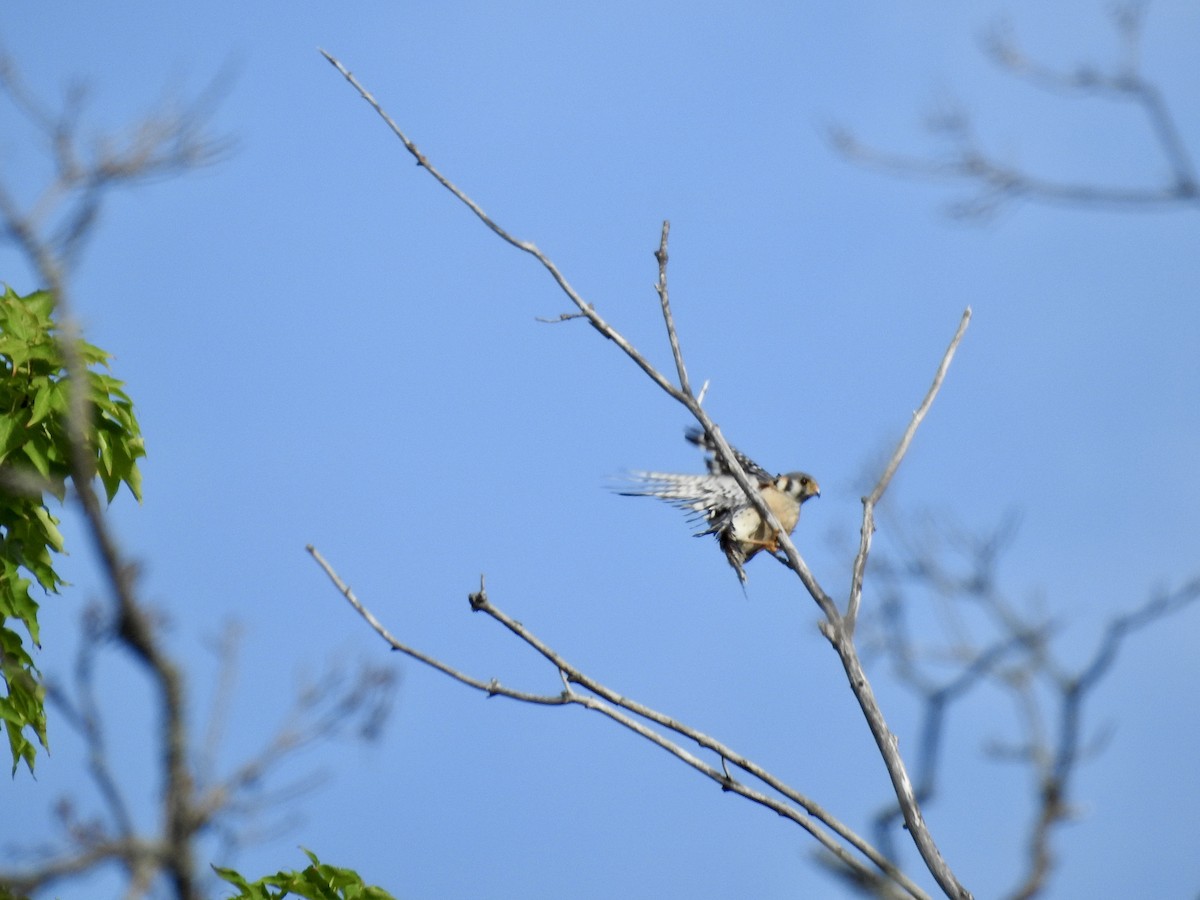 American Kestrel - ML591895401