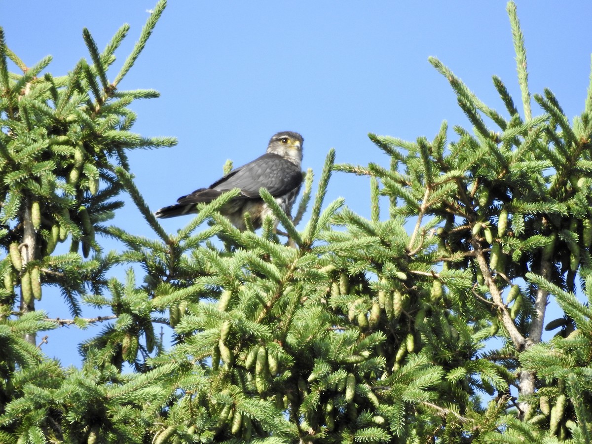 Merlin - ML591895421