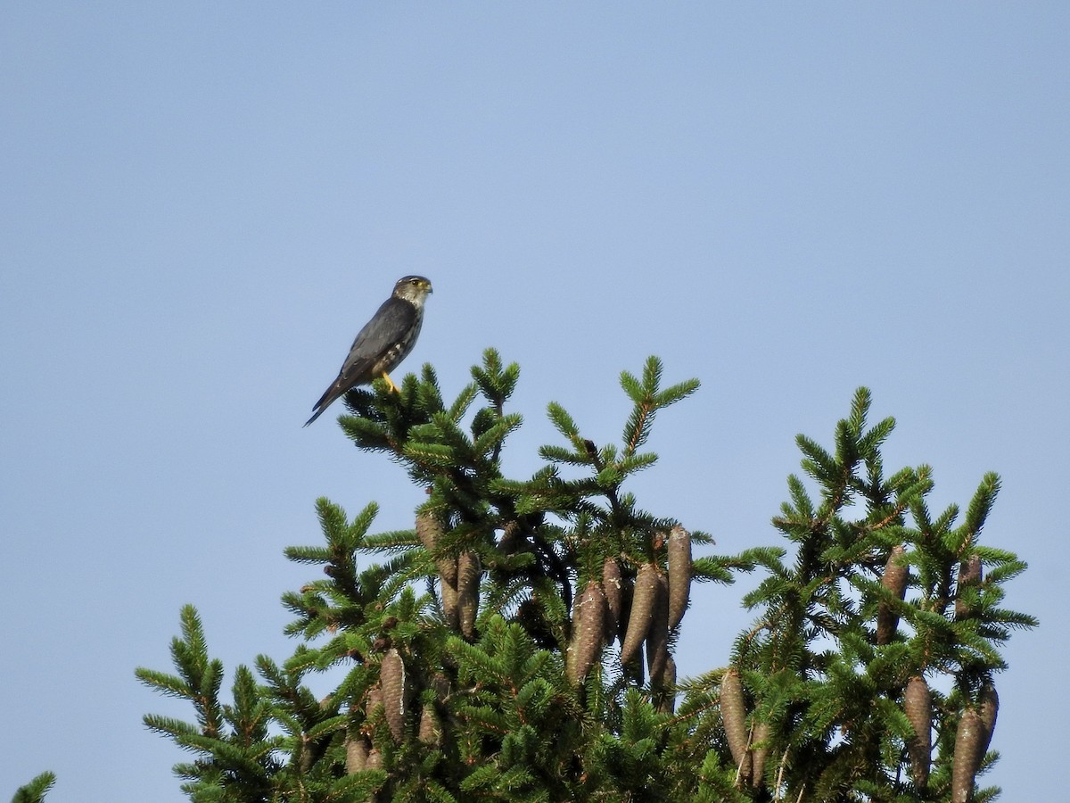 Merlin - ML591895431
