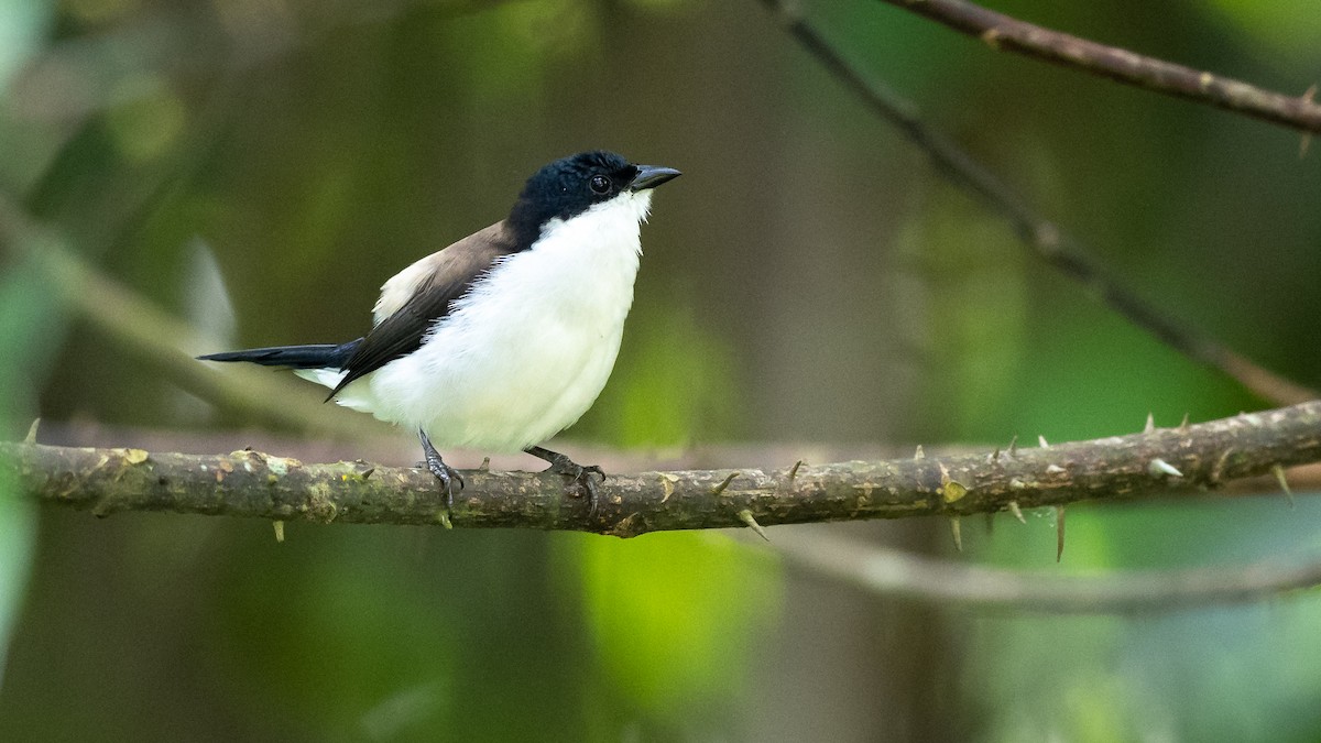 White-breasted Nigrita - Mathurin Malby