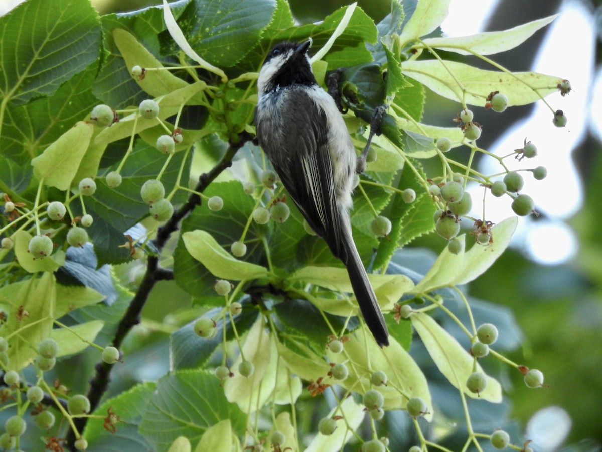 Black-capped Chickadee - ML591895831
