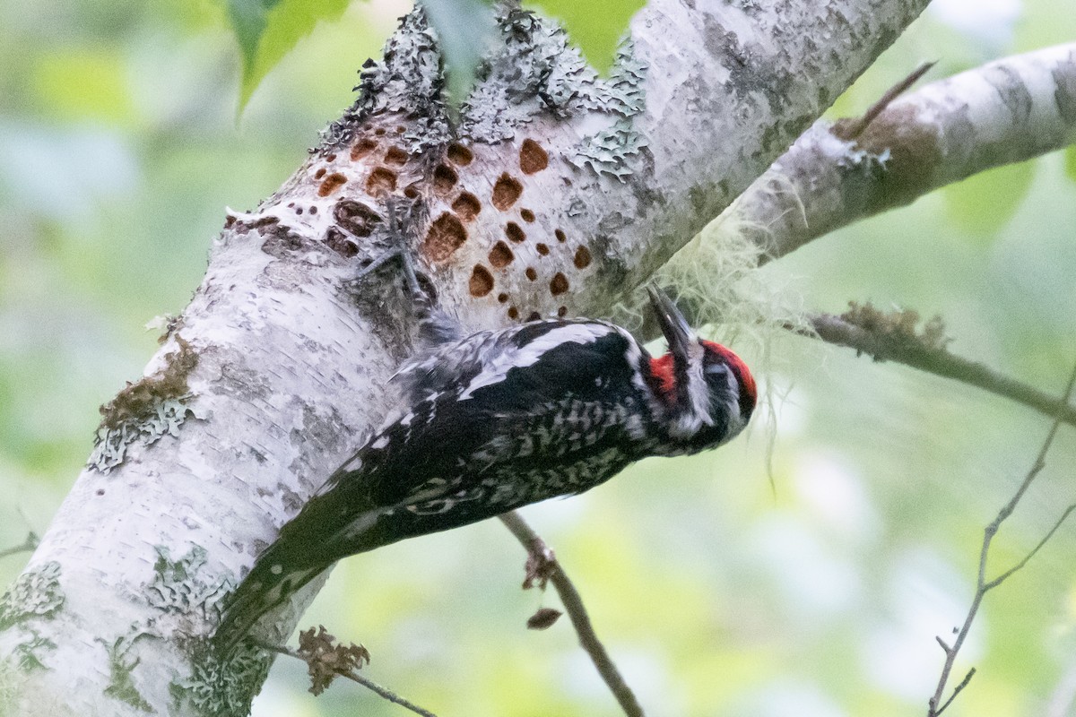 Yellow-bellied Sapsucker - ML591896121