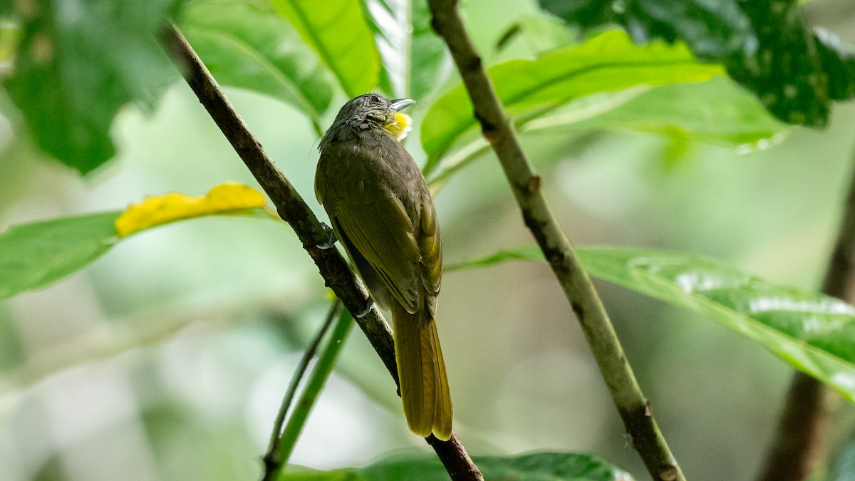 Western Bearded-Greenbul - Mathurin Malby