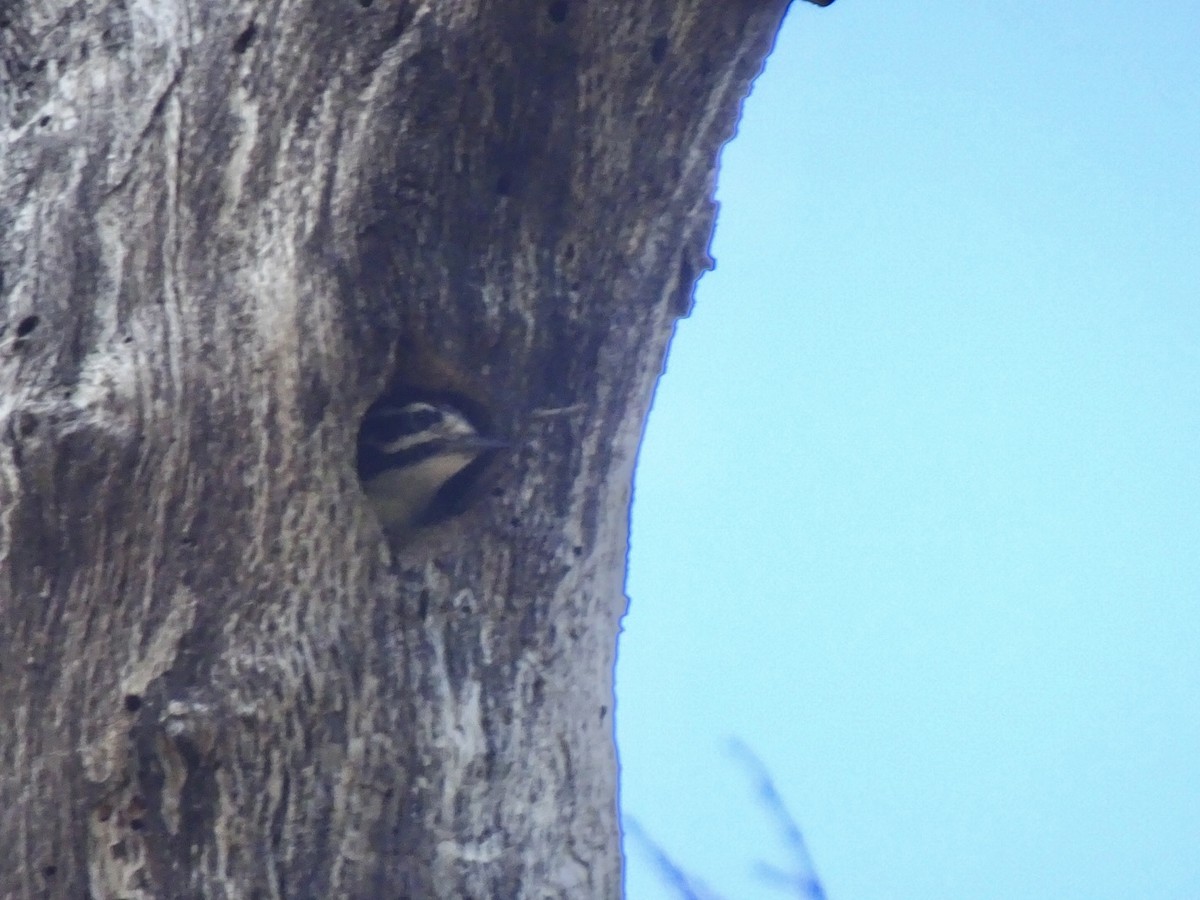 Nuttall's Woodpecker - ML591897511