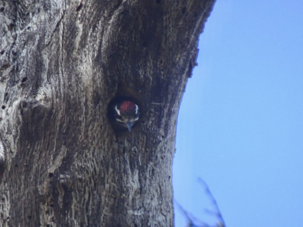 Nuttall's Woodpecker - ML591897521