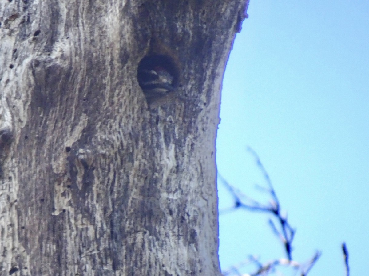 Nuttall's Woodpecker - ML591897531