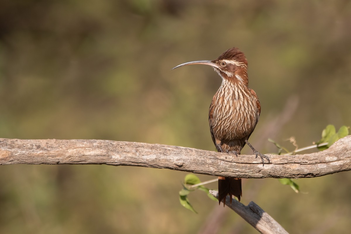 Scimitar-billed Woodcreeper - ML591898681