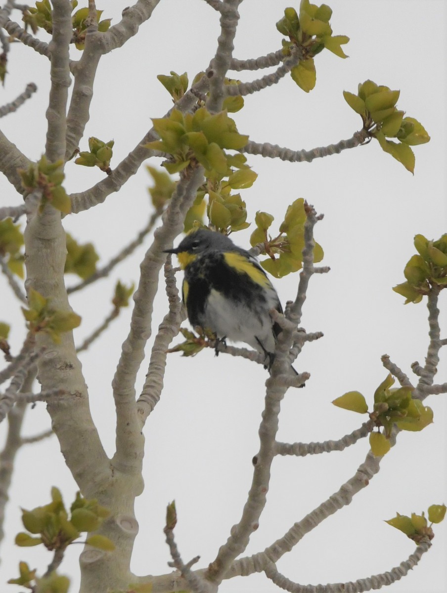 Yellow-rumped Warbler (Audubon's) - ML591898851