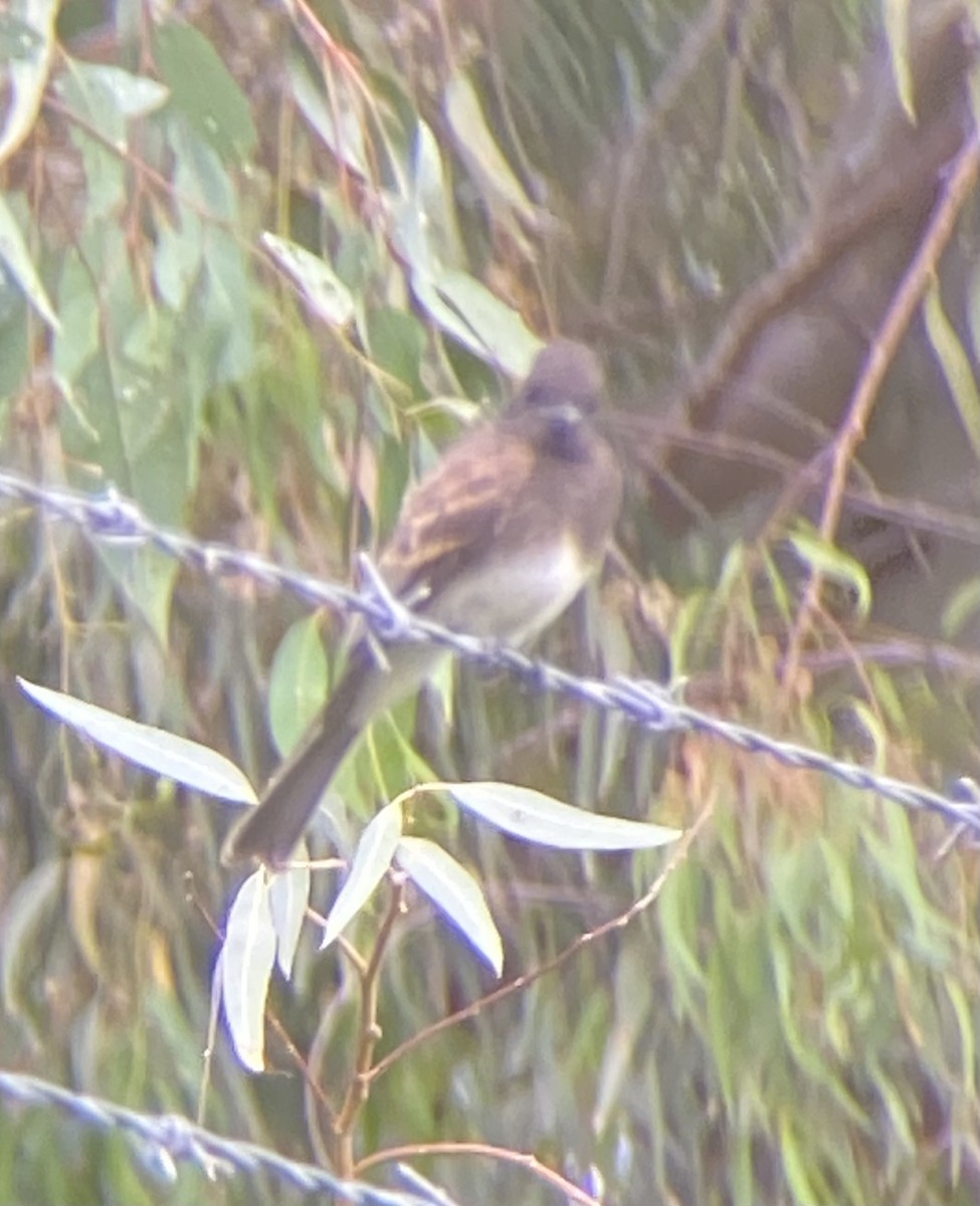 Black Phoebe - ML591899191