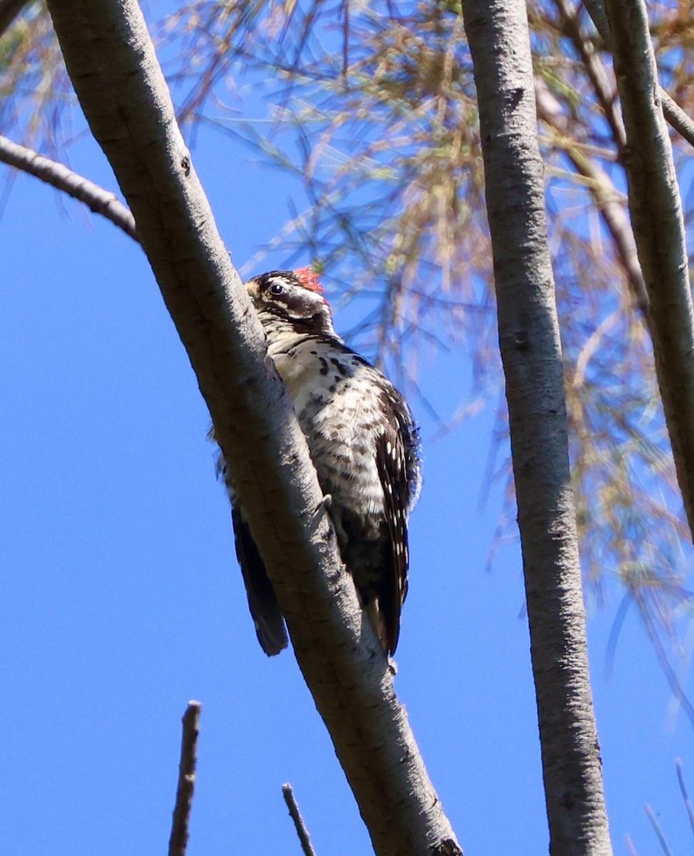 Nuttall's Woodpecker - ML591899281