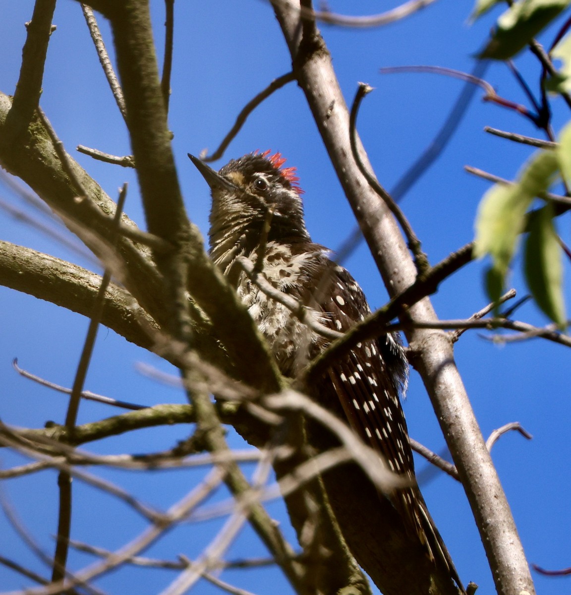 Nuttall's Woodpecker - ML591899291